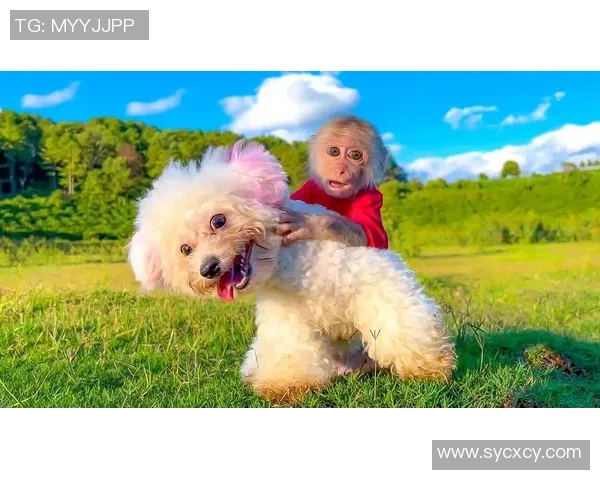 足球明星与爱犬的欢乐时光精彩瞬间集锦视频分享